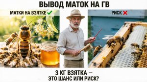 Вывод маток на Главном Взятке: качественный рывок или потеря мёда? Отвечает профессор Кашковский 🐝