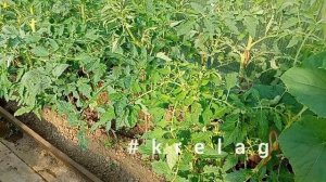 правильная подвязкаТОМАТОВ🍅залог урожайности