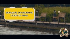 БОЛЬШОЕ ЗАРЫБЛЕНИЕ ОСЕТРА 400 КГ