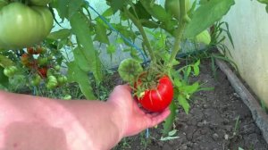 Паук в кадре😍🤣 Арбузики🍉 Первая картошка🥔Что осталось в огороде после града