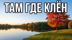 Клён