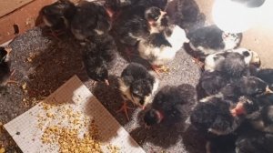 2е сутки из жизни цыплят, с утра до вечера. Пропойка и кормление маленьких цыплят.