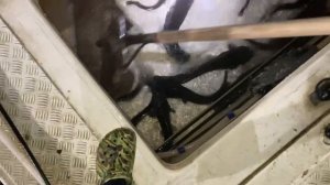 привоз африканского сома на малый водоём