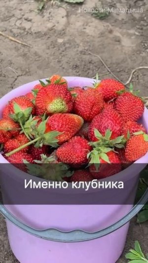 Ягодный рай Закии и Васила: сортовое богатство на собственных грядках