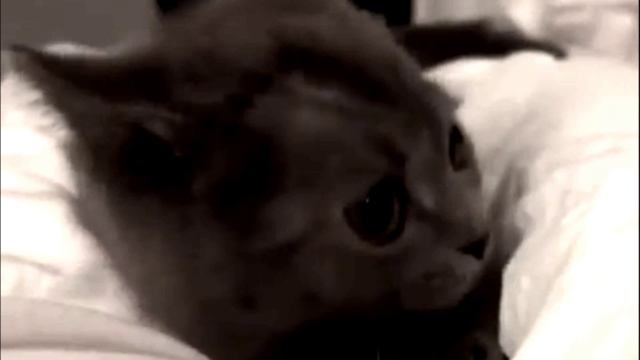 Заставка для видео Милый котик № 595