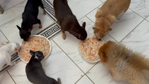 Немного повыпендривались, но все равно все поели.