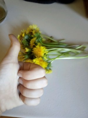 варю сироп из одуванчиков