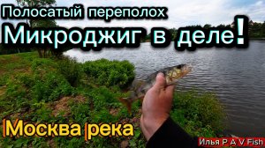 Полосатый переполох / рыбалка / Микроджиг в деле / Москва река
