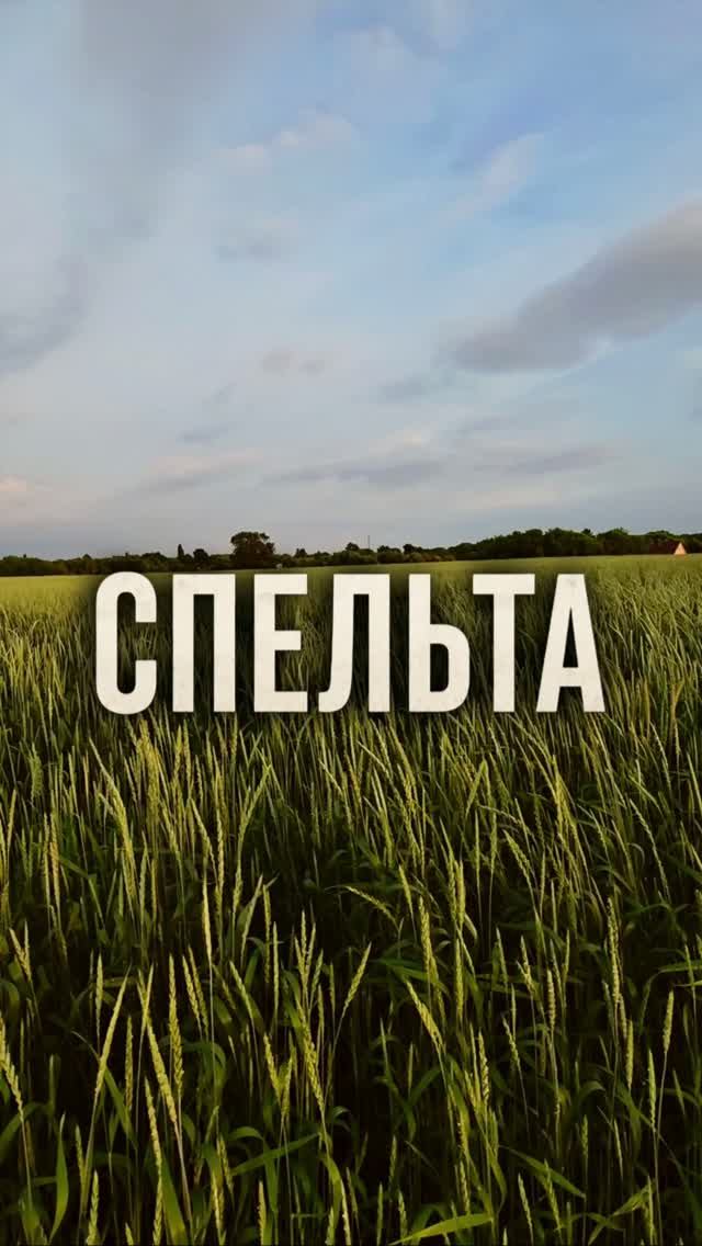 Промежуточный результат спельты #AUM #YogaFerma #сельскоехозяйство #спельта #поле #фермер