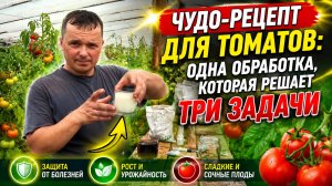 СУПЕР ПОДКОРМКА ПОМИДОР! Обязательно попробуйте!