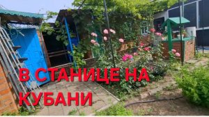 1309 Это меня Больше всего волнует.Продолжаем спасать огород. Её тоже спилили.Не спасли.