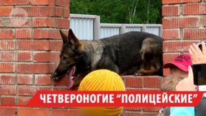 Иркутские кинологи показали, как готовят четвероногих полицейских