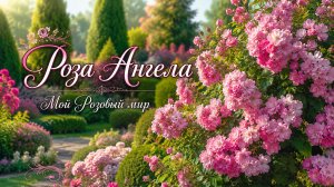 Нежная роза Ангела (Angela)/Сезон 2026 года.