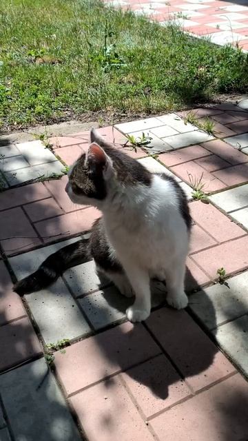 Кот на природе смотреть онлайн