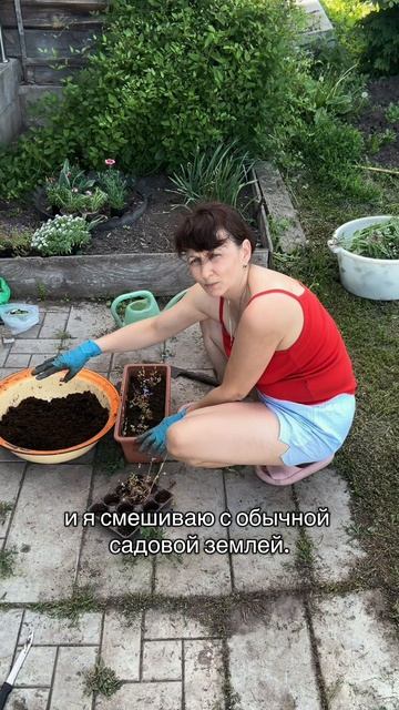 Лобелия 😊