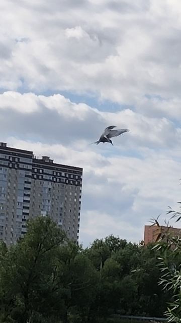 Птичка смотреть онлайн