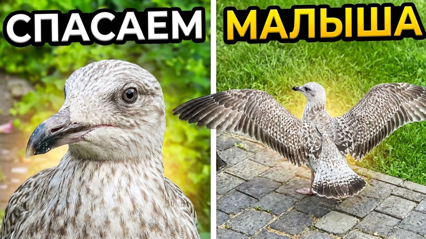 Дважды в ШОКЕ! От ЧАЕК и от СОСЕДКИ-пенсионерки. История до слёз: ЧАЙЧОНОК - слёток смотреть онлайн