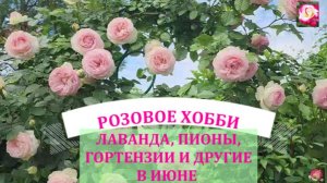 ДЕКОРАТИВНЫЕ РАСТЕНИЯ В ИЮНЕ. УХОД