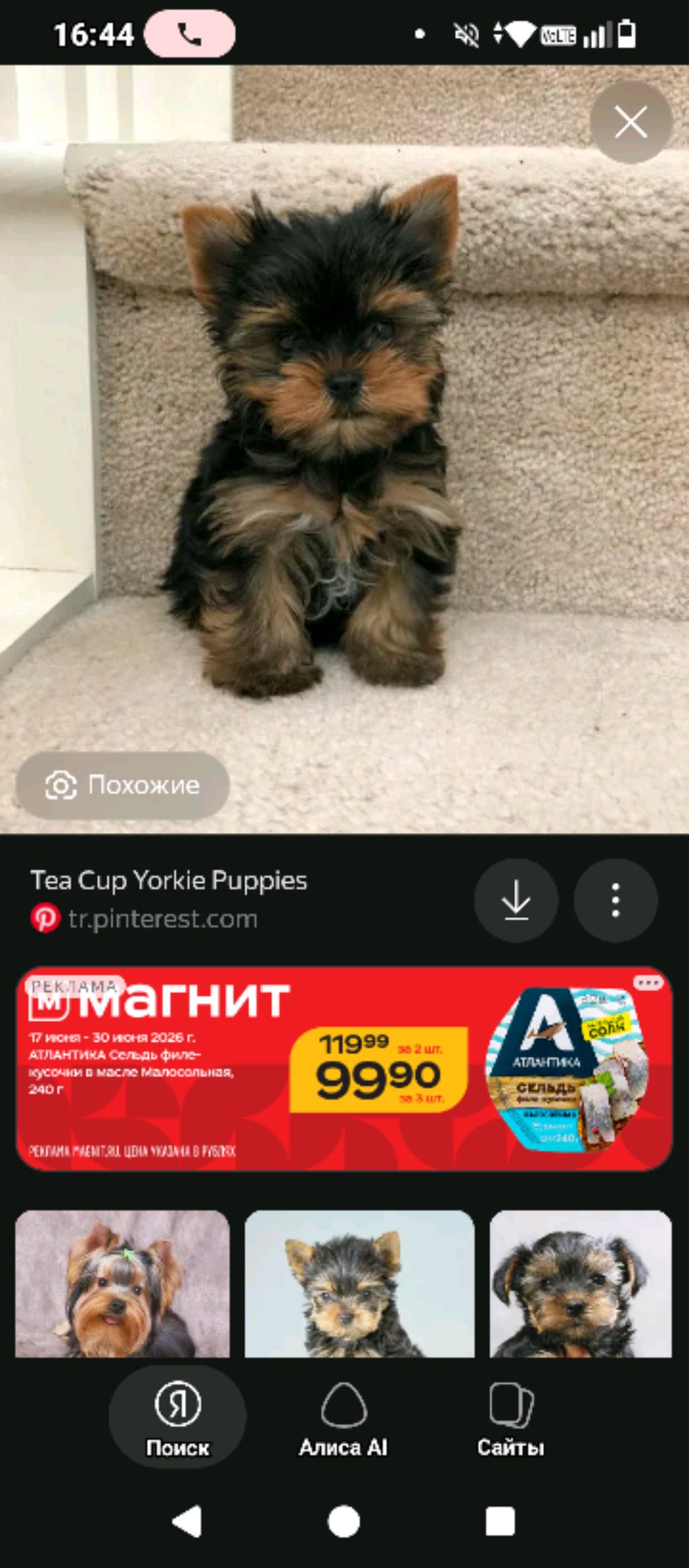 собака смотреть онлайн