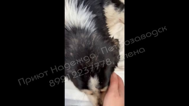 БУБЛИК ОТДЫХАЕТ ПОСЛЕ ВОДНЫХ ПРОЦЕДУР, А ЛЕНА ПРОСИТ О ПОМОЩИ В СПАСЕНИИ БУБЛИКА