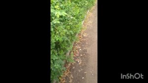 МОЙ ЛЮБИМЫЙ ГОРОД ТОРЖОК. ЦВЕТЕНИЕ - БУДУЮЩАЯ ЯГОДКА🍒🍒🍒