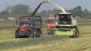 Слаженная работа: CLAAS Jaguar 870 измельчает, МТЗ-1221.3 и МАЗы вывозят сенаж!
