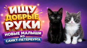 Ищу добрые руки. Новые малыши из Санкт-Петербурга.