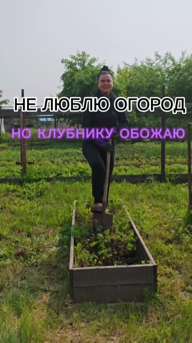 НЕ ЛЮБЛЮ ОГОРОД. НО ОБОЖАЮ КЛУБНИКУ
