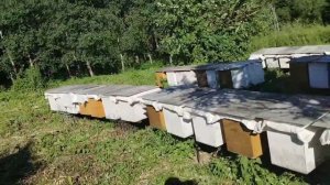20 июня КОЛОДА ОТВОДКИ.