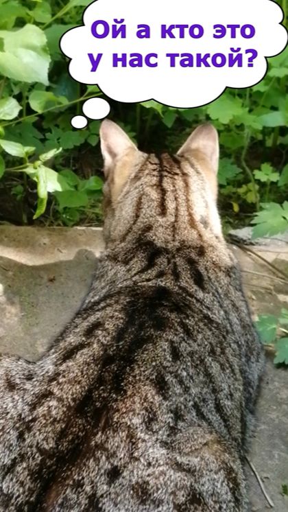 Кот Тихон в шоке от лягушки 😹 #смешныекоты #котыприколы #животные