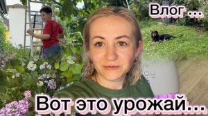 Собираем урожай 🍒  посылка 📦 ПП оладьи 🥞 делаю педикюр ✔️ вот эта погода ⛈️ наши будни ✔️ влог