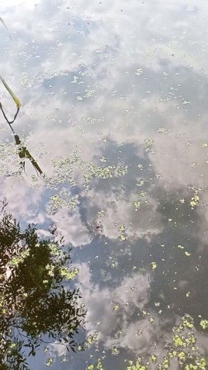 Водомерки