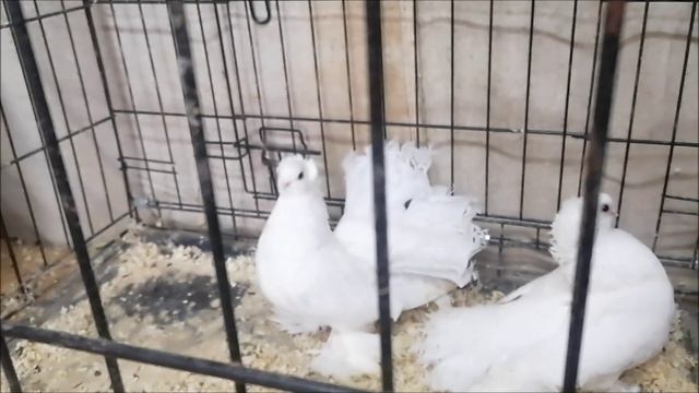 Купил омских белых статных голубей