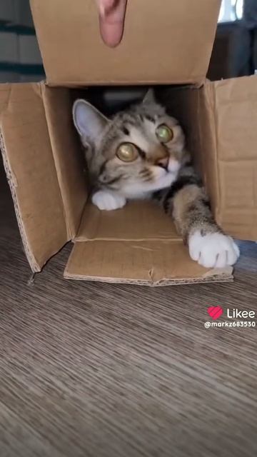 коти