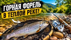 Крупная  Форель в теплой маленькой речке. Когда совсем не хочет клевать - ищу ключ