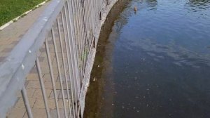 2021.05.30 Парк Городской сад г. Кременчуг