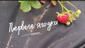 19 июня 2026. Первые ягодки клубнички 🍓