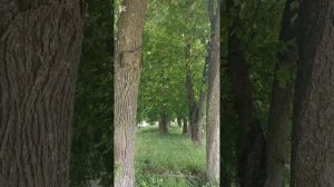 Июнь (стихи Татьяны Павара)