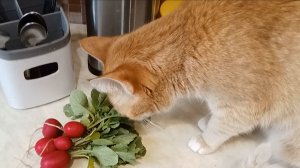 Рыжая кошка Буся и редиска