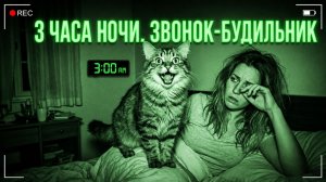 Ваш кот считает, что 3 часа ночи — время вечеринки 🐈⬛⏰ Смешные кошки. Сммешные видео. Приколы