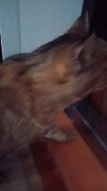 поставь лайк если кот милый!
