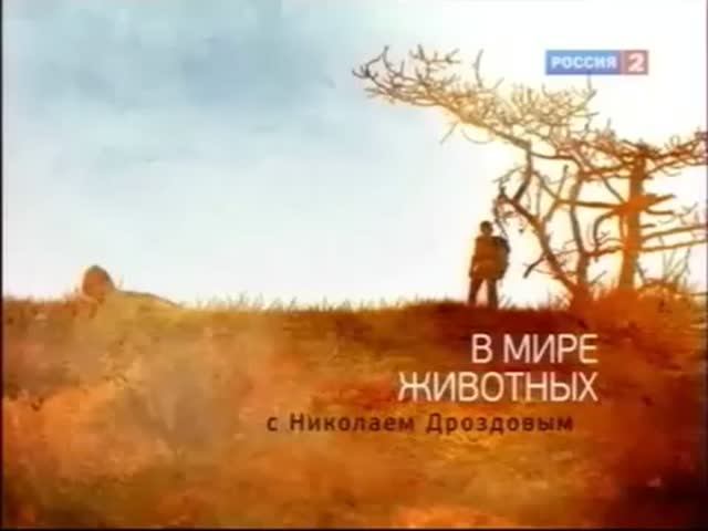 В мире животных заставка и начало передачи 2011 год