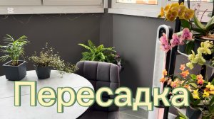 ПЕРЕСАЖИВАЮ декоративно-лиственные растения 🌱