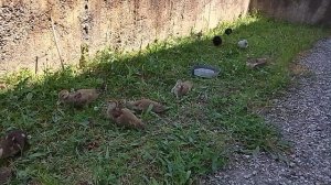 Смотрю за цыплятами и утками