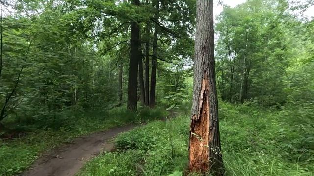 чудеса России в лесу серия 5