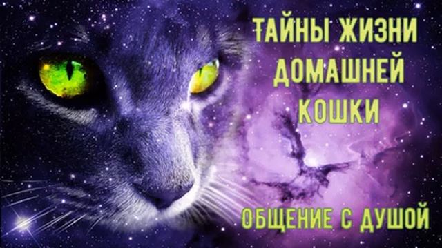 ОБЩЕНИЕ С ДУШОЙ / Ченнелинг /Тайна жизни кошки Дары
