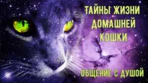 ОБЩЕНИЕ С ДУШОЙ / Ченнелинг /Тайна жизни кошки Дары