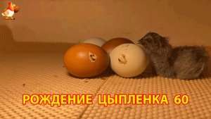 Вылупление цыпленка из яйца в инкубаторе версия 60