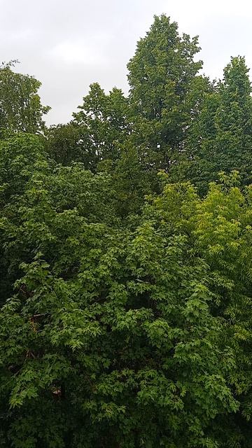 Звуки дождя , летний дождь в июне, красота природы, звуки природы.