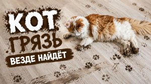 Кот грязь везде найдёт